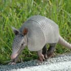 armadillo