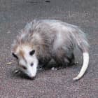 opossum