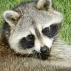 raccoon