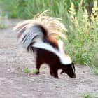 Skunks